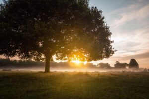 Understanding Dawns