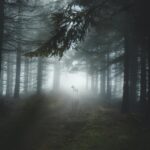 The Mists
