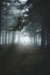The Mists