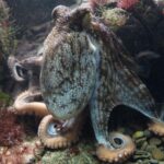 A Rock & an Octopus: Context Means Everything