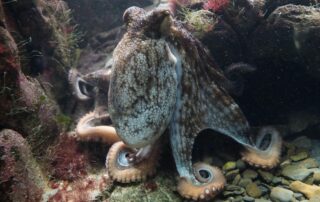A Rock & an Octopus: Context Means Everything
