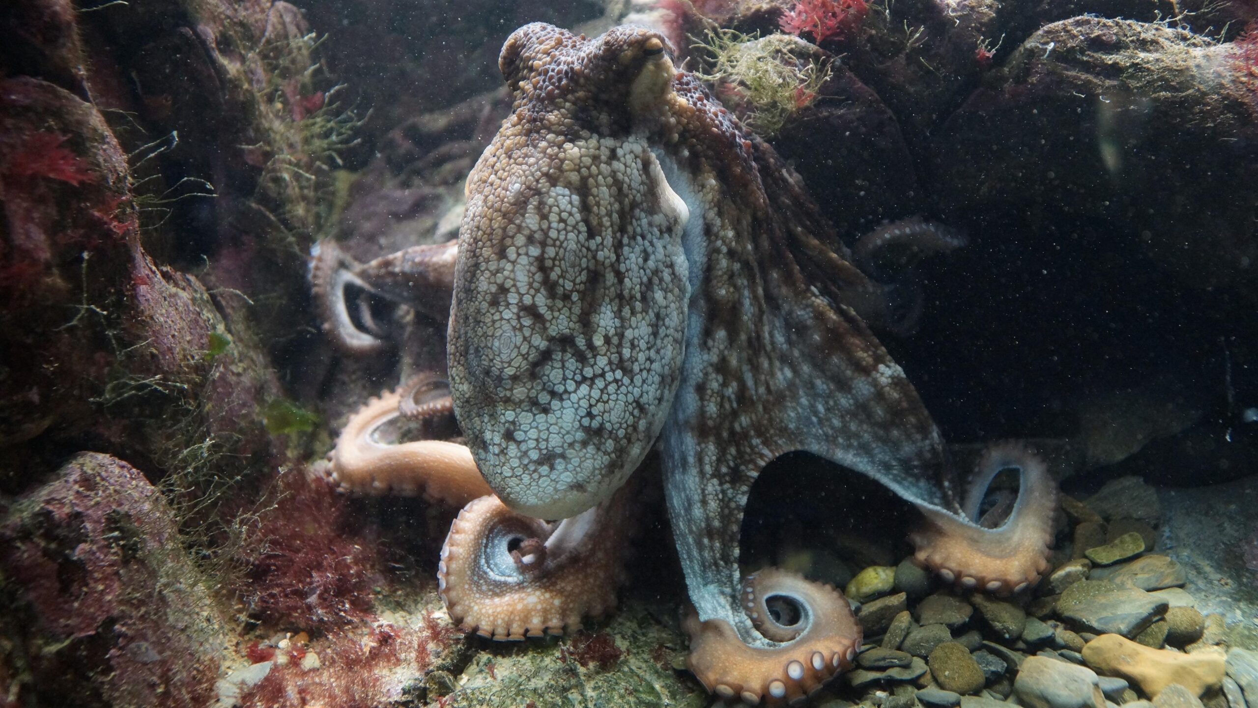 A Rock & an Octopus: Context Means Everything