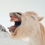 Laughter's Delight