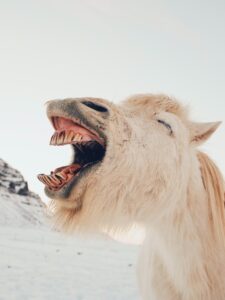 Laughter's Delight