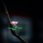 Wisdom Blooms