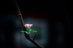 Wisdom Blooms