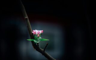 Wisdom Blooms
