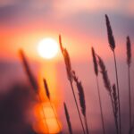 Sol Rises