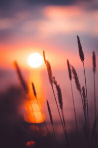 Sol Rises