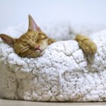 Rested