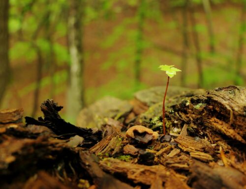 #MicroPoetry|August ’25 Verses