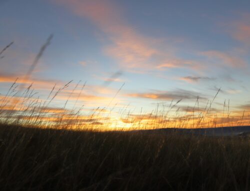 #MicroPoetry|November ’25 Verses