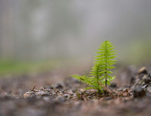 #MicroPoetry|December ’25 Verses